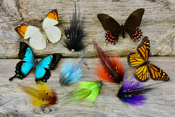 6-pack Lion Butterfly | Shop now – Frödinflies – FRÖDINFLIES